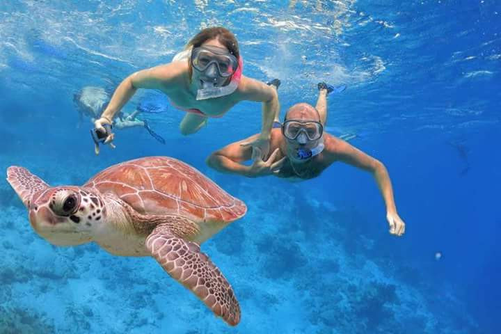 Turtle snorkeling trip in Abu Dabab