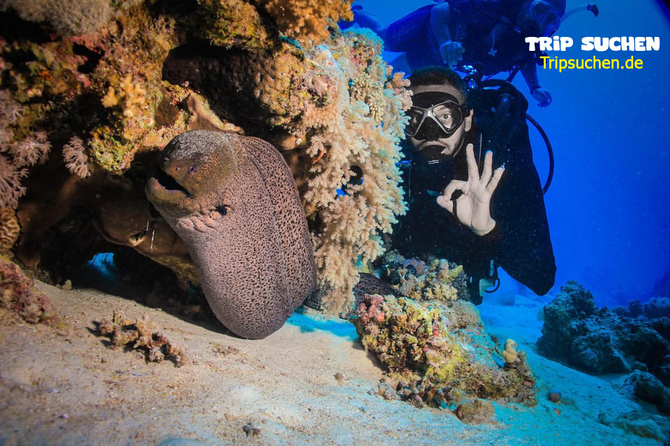 Diving in hurghada for beginners