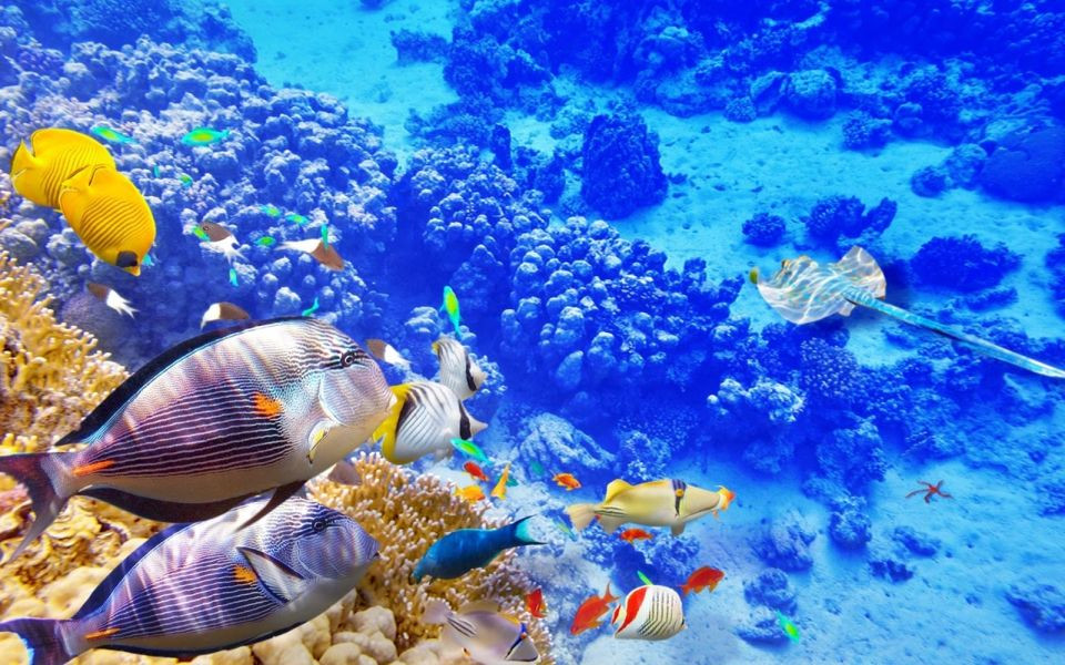 Swim with dolphins in hurghada