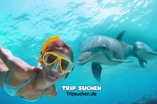 Bootstour zur Dolphin Hous mit Schnorcheln und Mittagessen